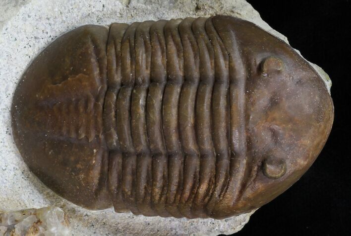 Prone Asaphus Lepidurus Trilobite - Russia #31308